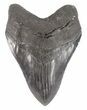 Serrated, Megalodon Tooth - South Carolina #48376-1